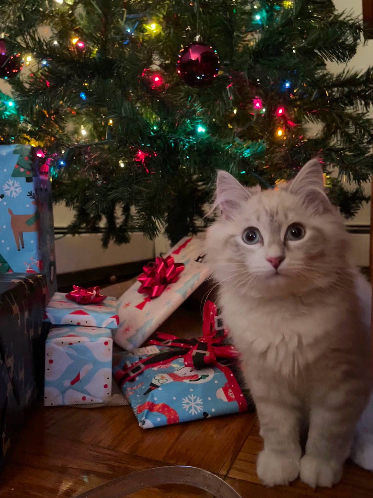 Kylo is registered to the contest to win money with this photo: carnivore, cat, christmas, christmas_decoration, christmas_ornament, christmas_tree, conifer, event, evergreen, felidae, fur, holiday, holiday_ornament, mammal, ornament, plant, small_to_medium_sized_cats, tree, whiskers, wood