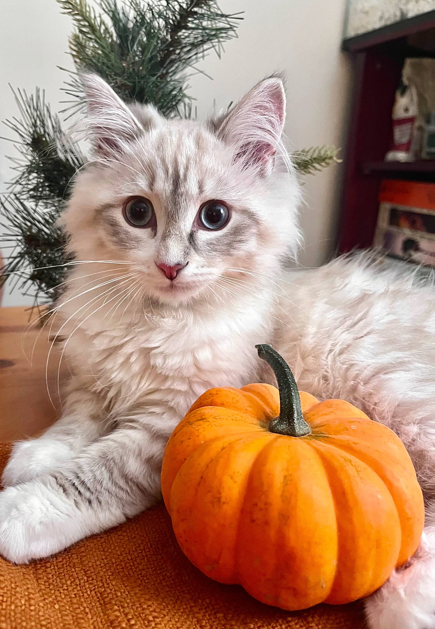 Kylo joined the competition — help win amazing prizes! calabaza, carnivore, cat, cucurbita, domestic_short_haired_cat, felidae, fur, gourd, local_food, mammal, natural_foods, paw, plant, pumpkin, small_to_medium_sized_cats, squash, tail, vegetable, whiskers, winter_squash