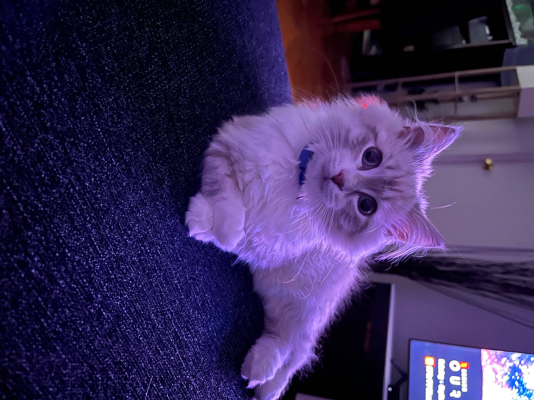 Kylo is registered to the contest to win money with this photo: carnivore, cat, claw, dog_breed, domestic_short_haired_cat, electric_blue, fawn, felidae, fur, kitchen_appliance, paw, plant, purple, small_to_medium_sized_cats, snout, tail, whiskers