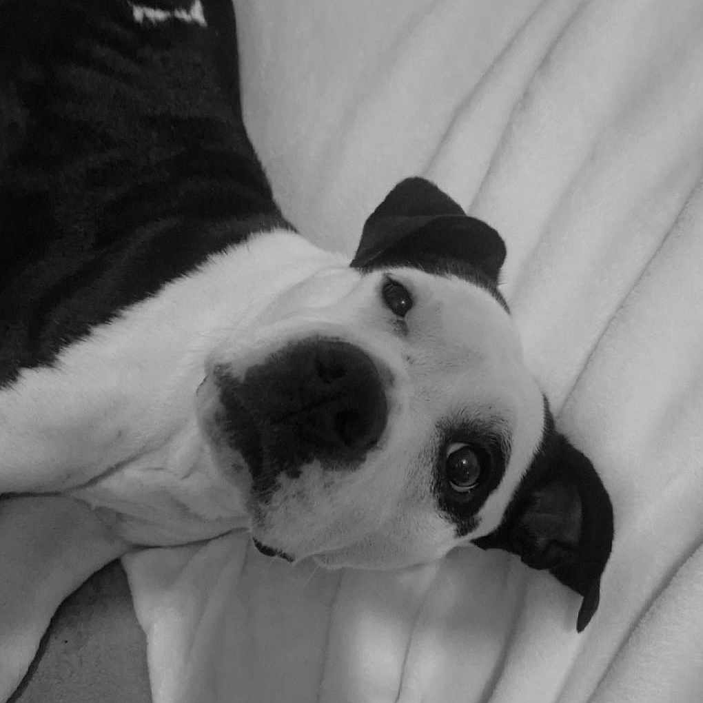 Maya a rejoint le concours — aidez-le/la à gagner de superbes lots ! animal, blanket, bostonbull, boxer, bulldog, canine, couch, dog, face, furniture, head, hound, person, pet, photography, pitbull, pointer, portrait, puppy, sleeping