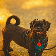 Brutus is registered to the contest to win money with this photo: dog, small_dog, brown_dog, curly_tail, harness, red_tag, sunlight, pavement, outdoor, pet, animal, cute, happy, standing, leash, daylight, fur, canine, close_up, smiling