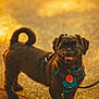 dog, small_dog, brown_dog, curly_tail, harness, red_tag, sunlight, pavement, outdoor, pet, animal, cute, happy, standing, leash, daylight, fur, canine, close_up, smiling
