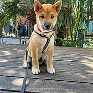 Mylo participe au concours pour gagner de l'argent avec cette photo : puppy, dog, canine, sitting, outdoor, portrait, harness, leash, tan_fur, pointed_ears, black_nose, wooden_deck, tropical_garden, palm_leaves, plants, sunlight, pet, collar, animal_photography, cute