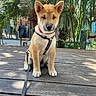 puppy, dog, canine, sitting, outdoor, portrait, harness, leash, tan_fur, pointed_ears, black_nose, wooden_deck, tropical_garden, palm_leaves, plants, sunlight, pet, collar, animal_photography, cute