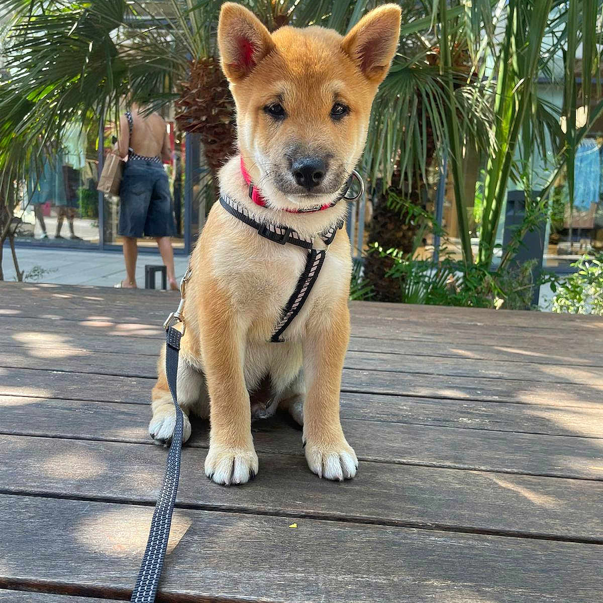 Mylo participe au concours pour gagner de l'argent avec cette photo : puppy, dog, canine, sitting, outdoor, portrait, harness, leash, tan_fur, pointed_ears, black_nose, wooden_deck, tropical_garden, palm_leaves, plants, sunlight, pet, collar, animal_photography, cute