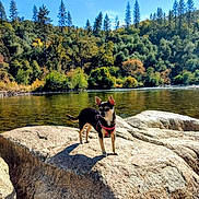 Molly joined the competition — help win amazing prizes! dog, small_dog, rock, river, water, trees, forest, nature, outdoor, sunlight, sky, daytime, harness, animal, canine, scenery, landscape, peaceful, wildlife, adventure