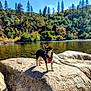 dog, small_dog, rock, river, water, trees, forest, nature, outdoor, sunlight, sky, daytime, harness, animal, canine, scenery, landscape, peaceful, wildlife, adventure