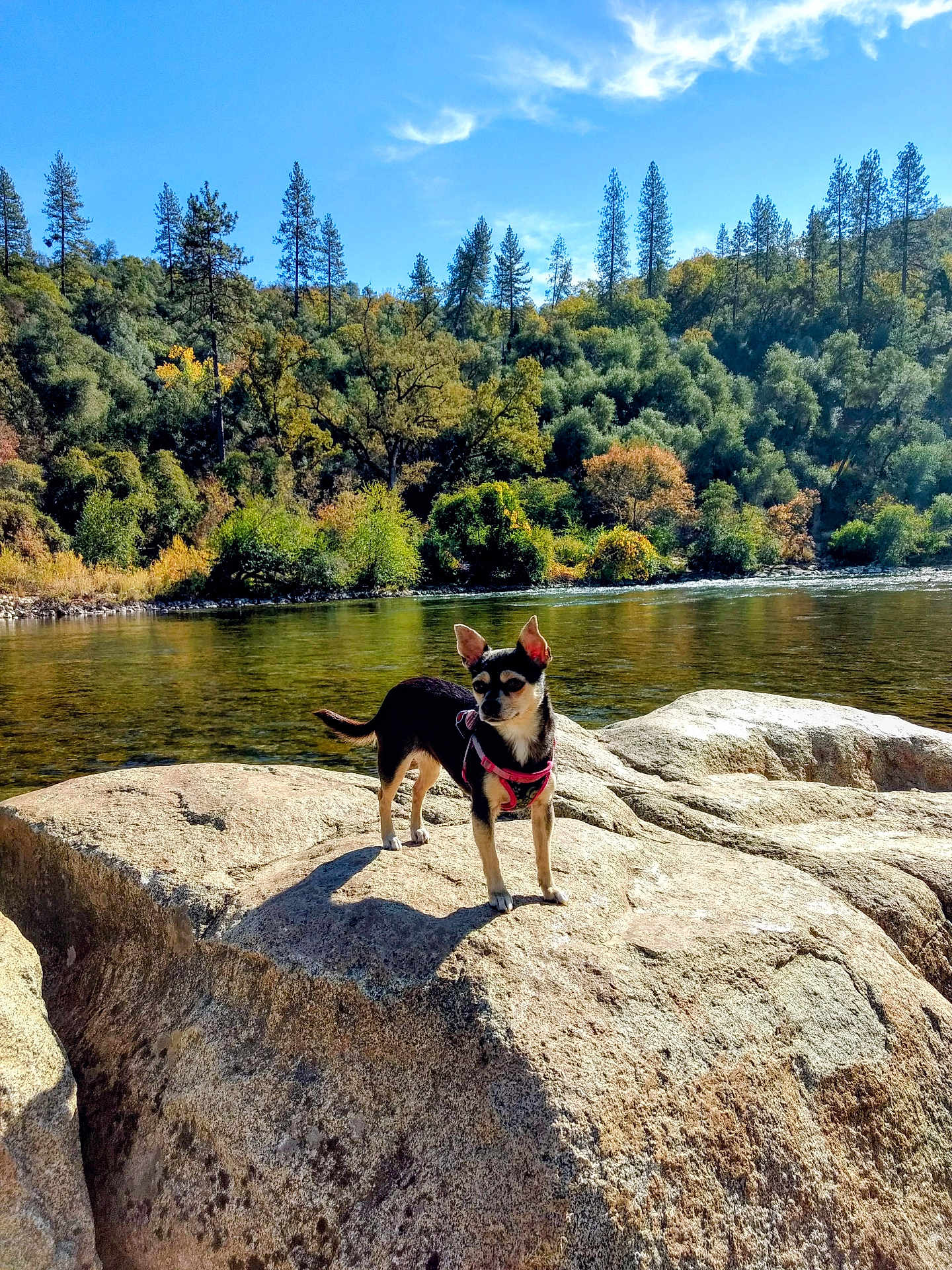 Molly joined the competition — help win amazing prizes! dog, small_dog, rock, river, water, trees, forest, nature, outdoor, sunlight, sky, daytime, harness, animal, canine, scenery, landscape, peaceful, wildlife, adventure