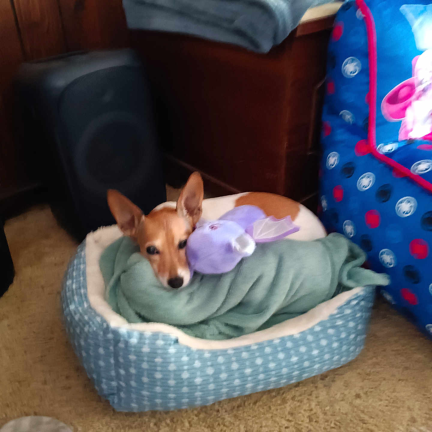 Cinderella is registered to the contest to win money with this photo: animal, architecture, bed, bedroom, building, canine, chihuahua, couch, cushion, dog, dogbed, furniture, homedecor, hound, indoors, interiordesign, livingroom, pet, puppy, room
