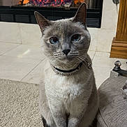 Lacy is registered to the contest to win money with this photo: cat, blue_eyes, collar, fireplace, fire, carpet, indoor, pet, feline, sitting, cozy, warm, home, animal, fur, whiskers, tail, relaxed, portrait, domestic