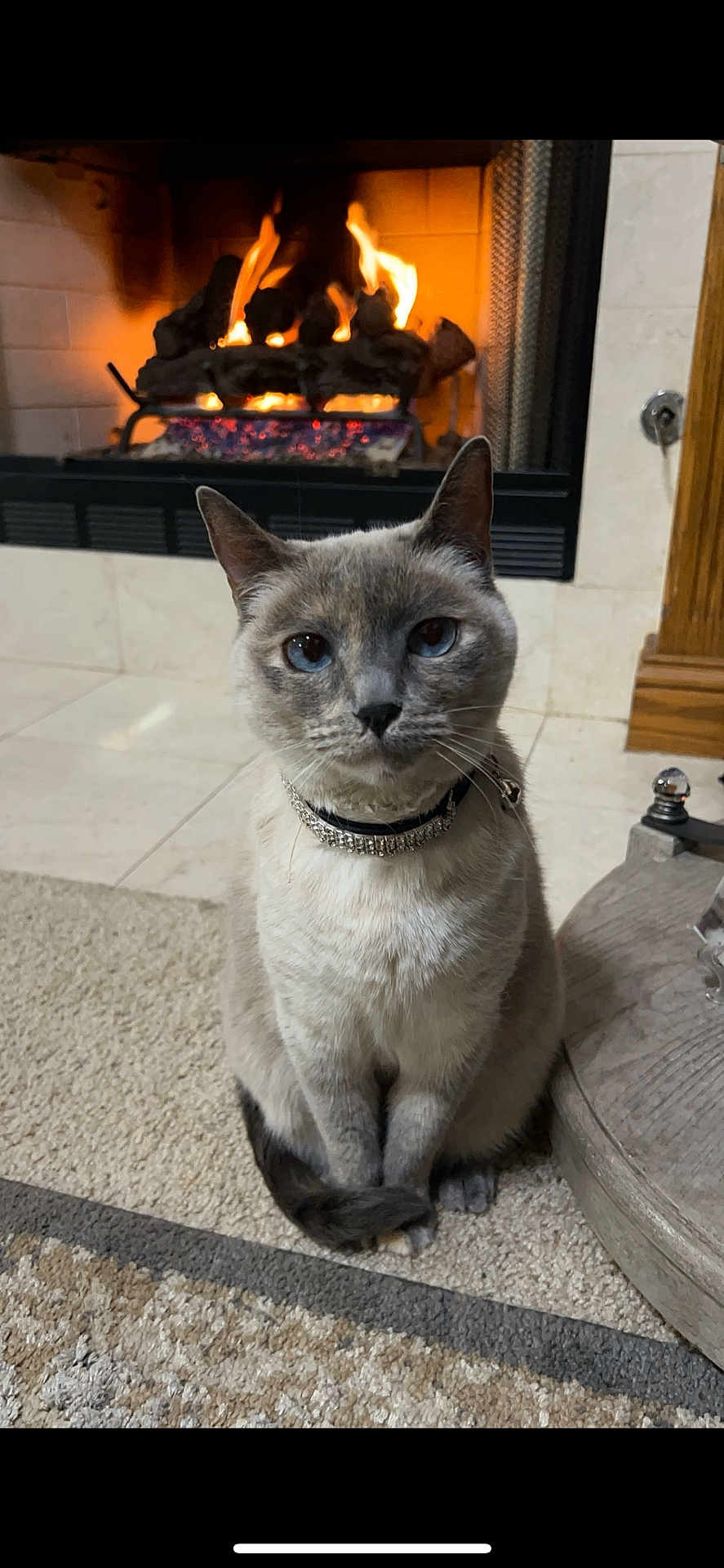 Lacy is registered to the contest to win money with this photo: cat, blue_eyes, collar, fireplace, fire, carpet, indoor, pet, feline, sitting, cozy, warm, home, animal, fur, whiskers, tail, relaxed, portrait, domestic