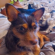 D O G joined the competition — help win amazing prizes! dog, bed, blanket, ears, fur, close_up, pet, animal, indoor, resting, cozy, sleeping, brown, black, nose, eyes, companion, cute, domestic, relaxed