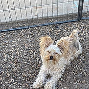 Goldie is registered to the contest to win money with this photo: dog, small_dog, fluffy, fur, pebbles, ground, outdoor, fence, relaxed, lying_down, pet, animal, canine, ears, tail, light_brown, cream_color, nature, sunlight, quiet