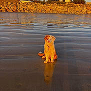 Alya a rejoint le concours — aidez-le/la à gagner de superbes lots ! dog, beach, sand, reflection, water, rocks, car, house, sky, clouds, sunlight, golden_hour, outdoor, nature, pet, animal, calm, sitting, landscape, scenery