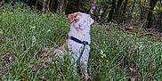 Alya participe au concours pour gagner de l'argent avec cette photo : dog, forest, grass, trees, nature, outdoor, animal, pet, canine, greenery, leaves, trunk, wildlife, young_dog, fur, sitting, daylight, quiet, curious, natural