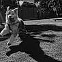 Alya a rejoint le concours — aidez-le/la à gagner de superbes lots ! dog, grass, shadow, outdoor, playful, happy, animal, pet, sunlight, tree, fence, sky, cloud, canine, running, park, nature, leaping, daytime, tongue_out