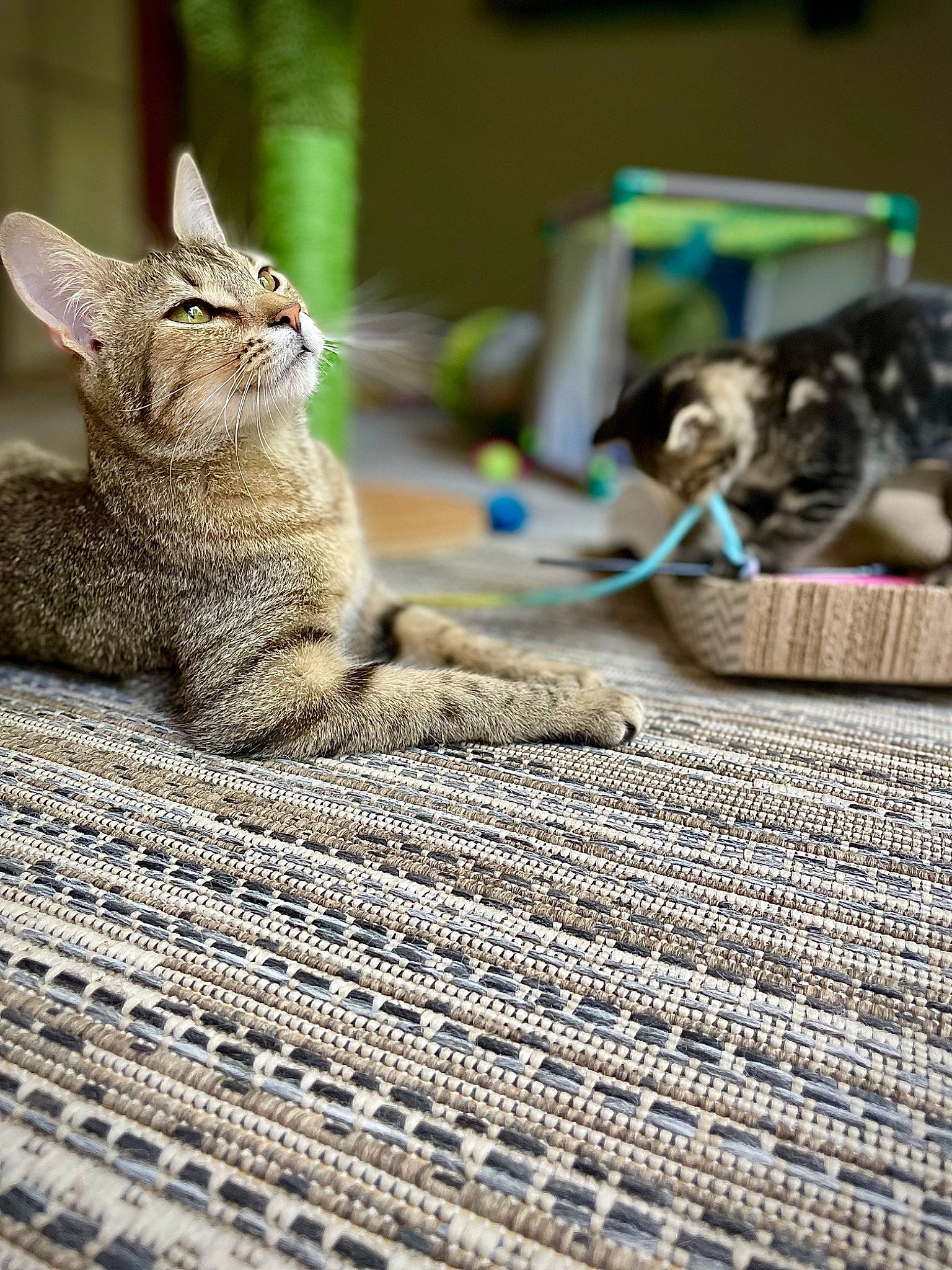 Suzer is registered to the contest to win money with this photo: carnivore, cat, claw, comfort, domestic_short_haired_cat, felidae, flooring, fur, grey, human_leg, mat, pattern, paw, road_surface, sitting, small_to_medium_sized_cats, snout, tail, whiskers, wood