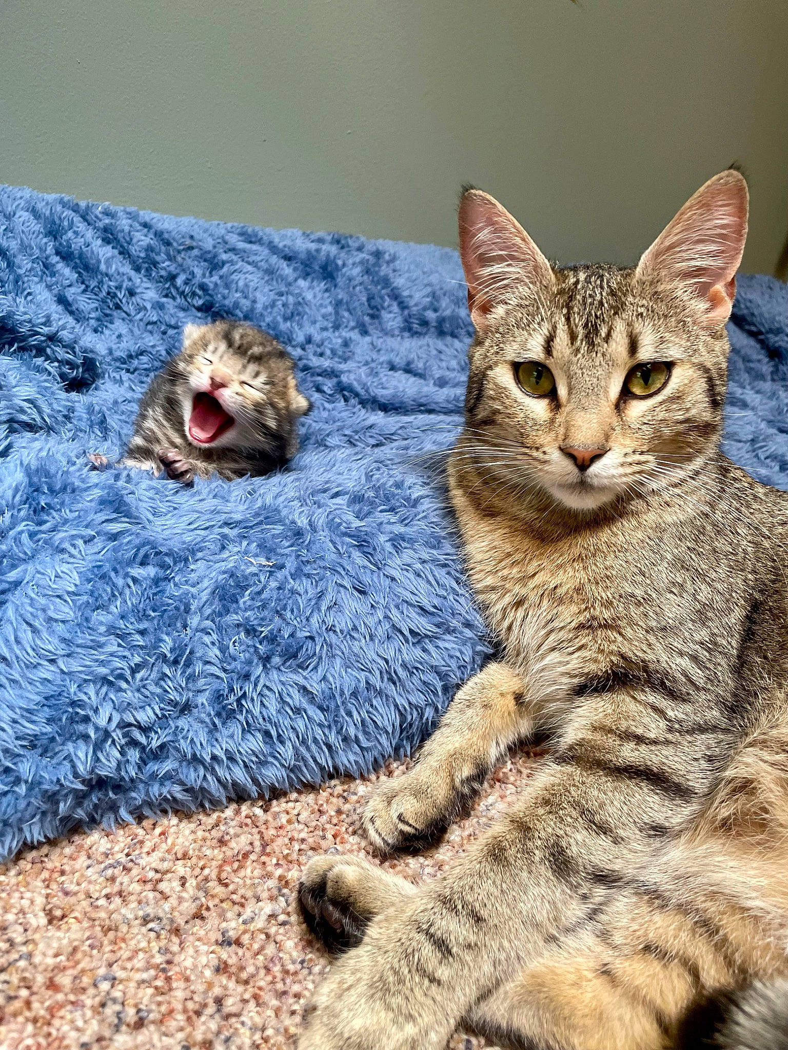 Suzer joined the competition — help win amazing prizes! carnivore, cat, claw, domestic_short_haired_cat, felidae, flooring, fur, grass, paw, road_surface, sitting, small_to_medium_sized_cats, snout, tail, terrestrial_animal, whiskers, wildlife