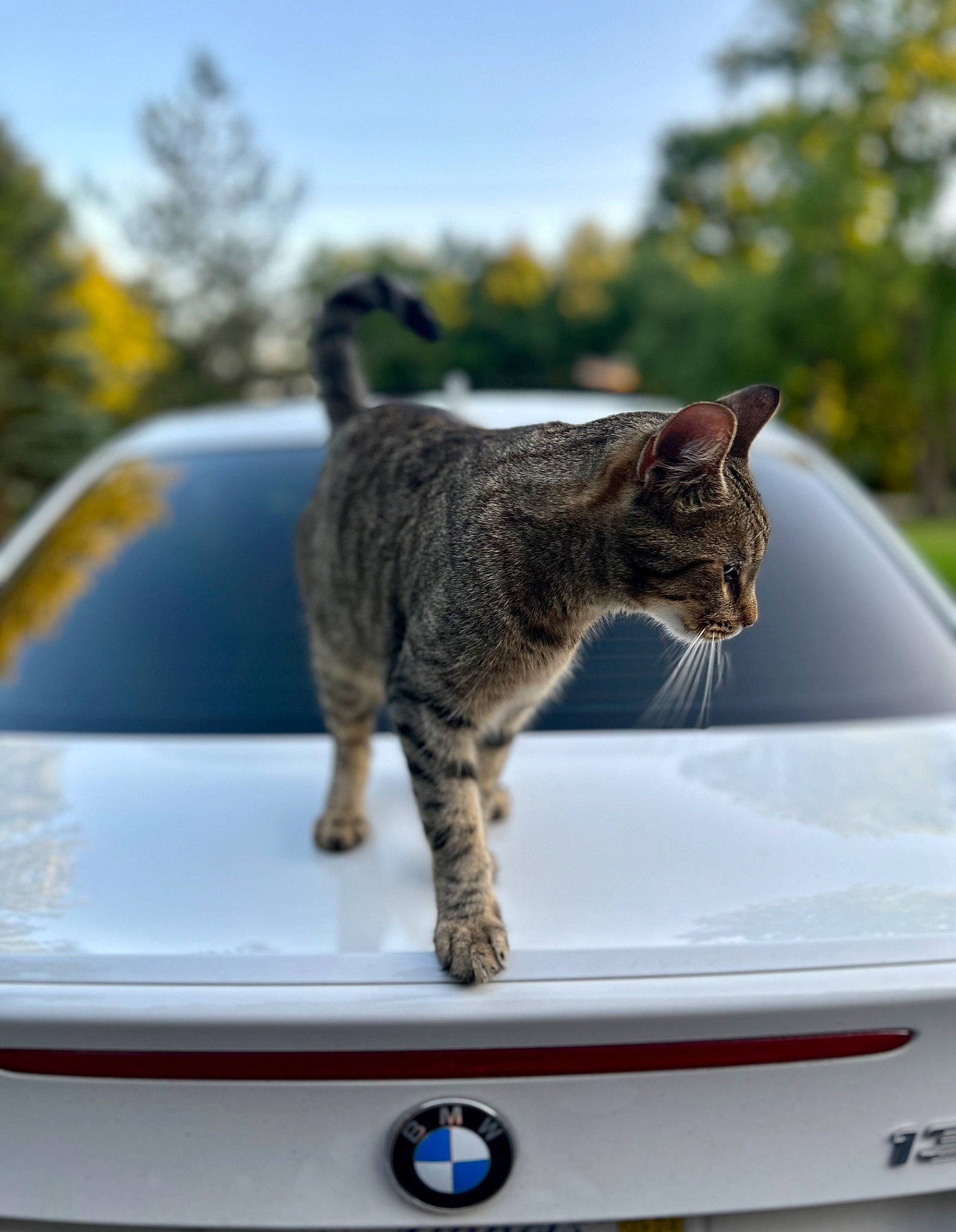 Suzer is registered to the contest to win money with this photo: automotive_exterior, automotive_lighting, car, carnivore, cat, felidae, grass, hood, motor_vehicle, plant, sky, small_to_medium_sized_cats, snout, tail, tree, vehicle, vehicle_door, whiskers, window, windshield