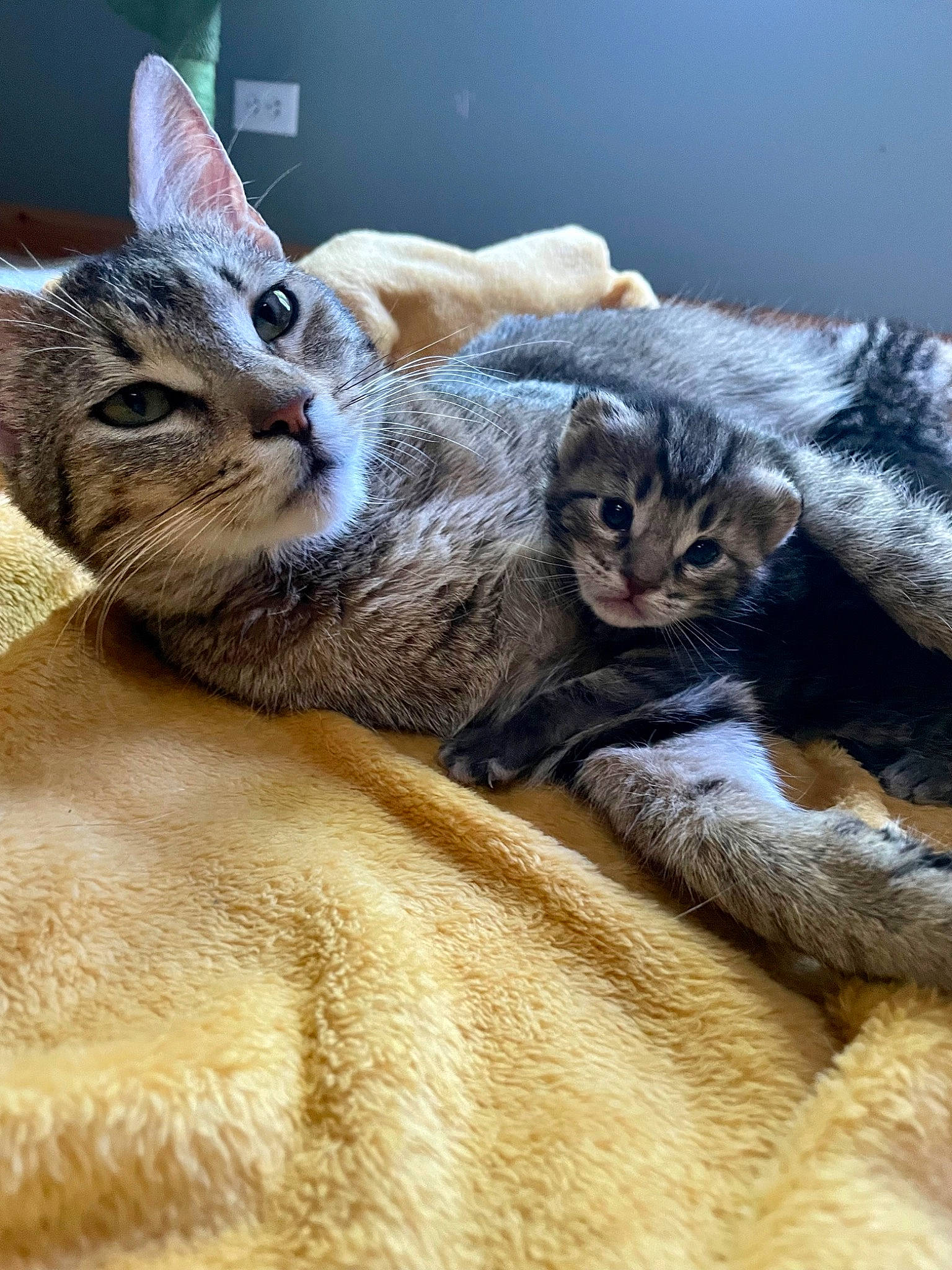 Suzer is registered to the contest to win money with this photo: carnivore, cat, claw, close_up, comfort, domestic_short_haired_cat, fawn, felidae, fur, nap, paw, small_to_medium_sized_cats, snout, tail, terrestrial_animal, whiskers, wildlife