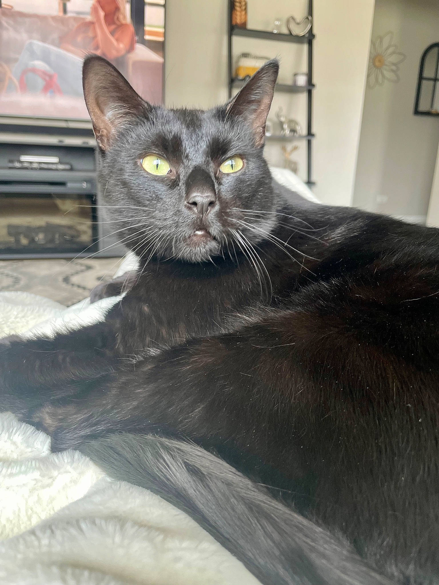 Bagheera joined the competition — help win amazing prizes! black_cat, carnivore, cat, cat_supply, comfort, domestic_short_haired_cat, door, felidae, fur, grey, havana_brown, small_to_medium_sized_cats, snout, whiskers, window