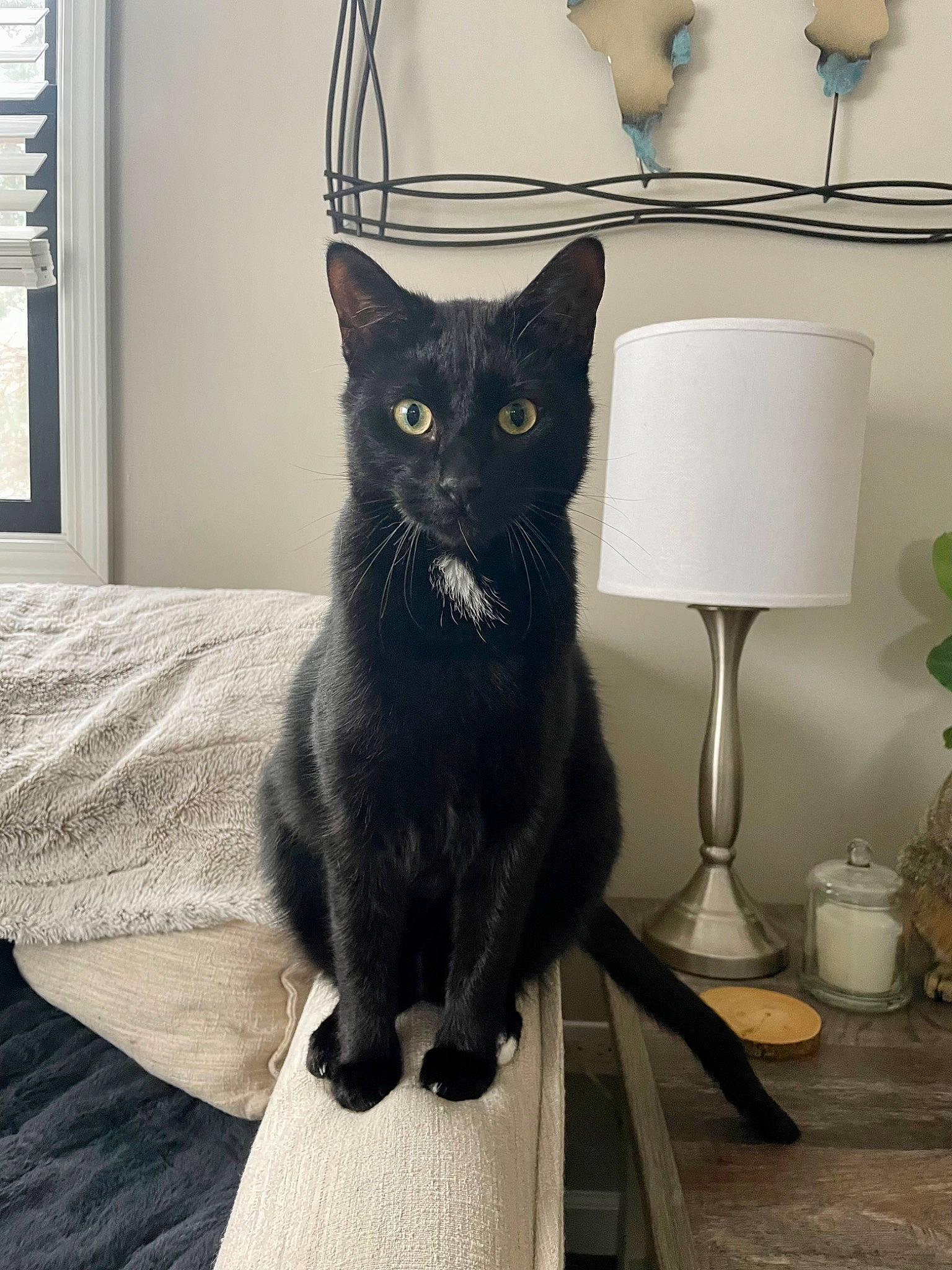 Bagheera is registered to the contest to win money with this photo: black_cat, bombay, carnivore, cat, comfort, domestic_short_haired_cat, felidae, fur, grey, havana_brown, lamp, linens, monochrome_photography, room, sitting, small_to_medium_sized_cats, snout, tail, whiskers, window