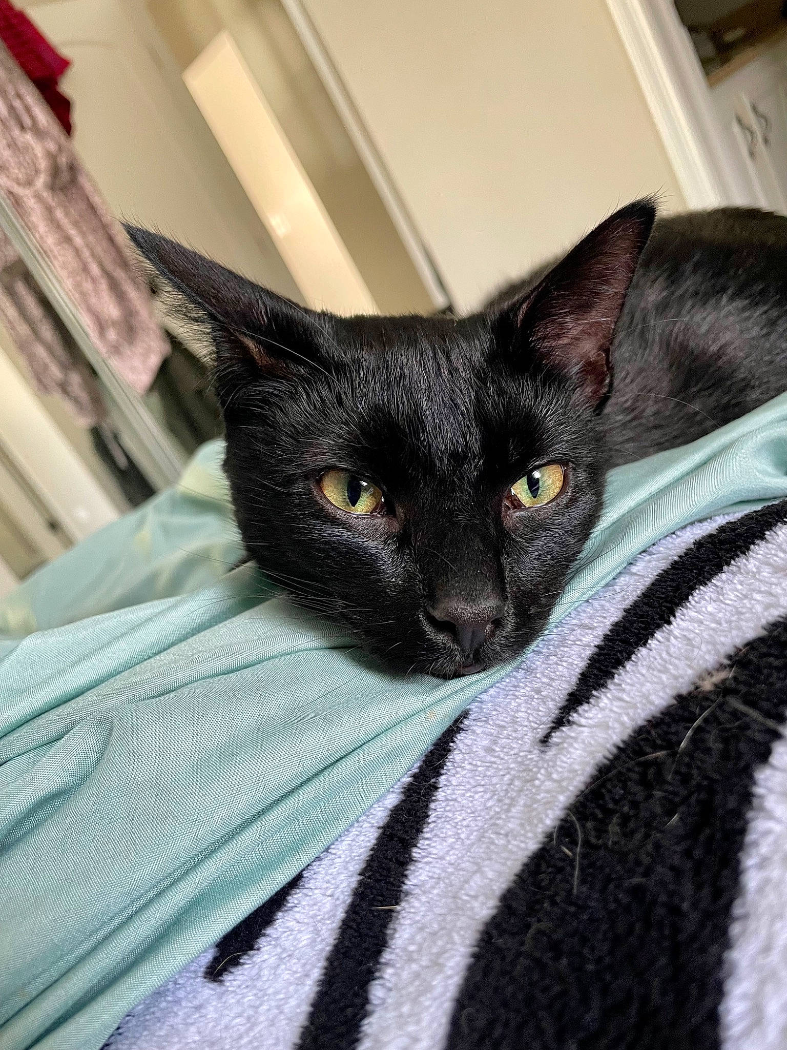 Bagheera is registered to the contest to win money with this photo: black_cat, blanket, bombay, carnivore, cat, cat_supply, claw, comfort, domestic_short_haired_cat, eye, felidae, fur, grey, linens, pattern, small_to_medium_sized_cats, snout, terrestrial_animal, whiskers