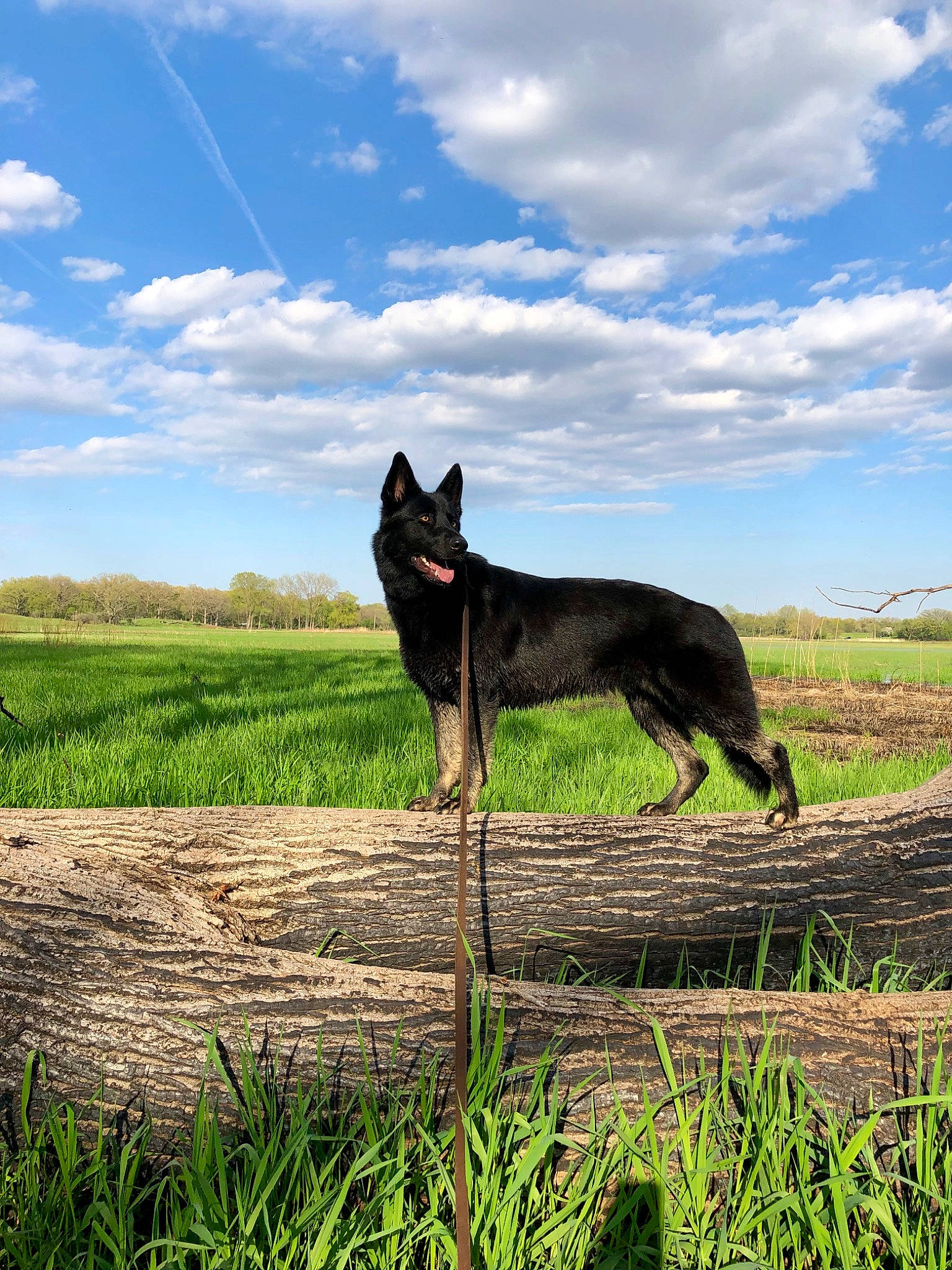 Mowgli joined the competition — help win amazing prizes! canidae, carnivore, cloud, dog, dog_breed, field, grass, grassland, landscape, meadow, natural_landscape, pasture, plant, prairie, sky, sporting_group, tail, terrestrial_animal, window, working_animal