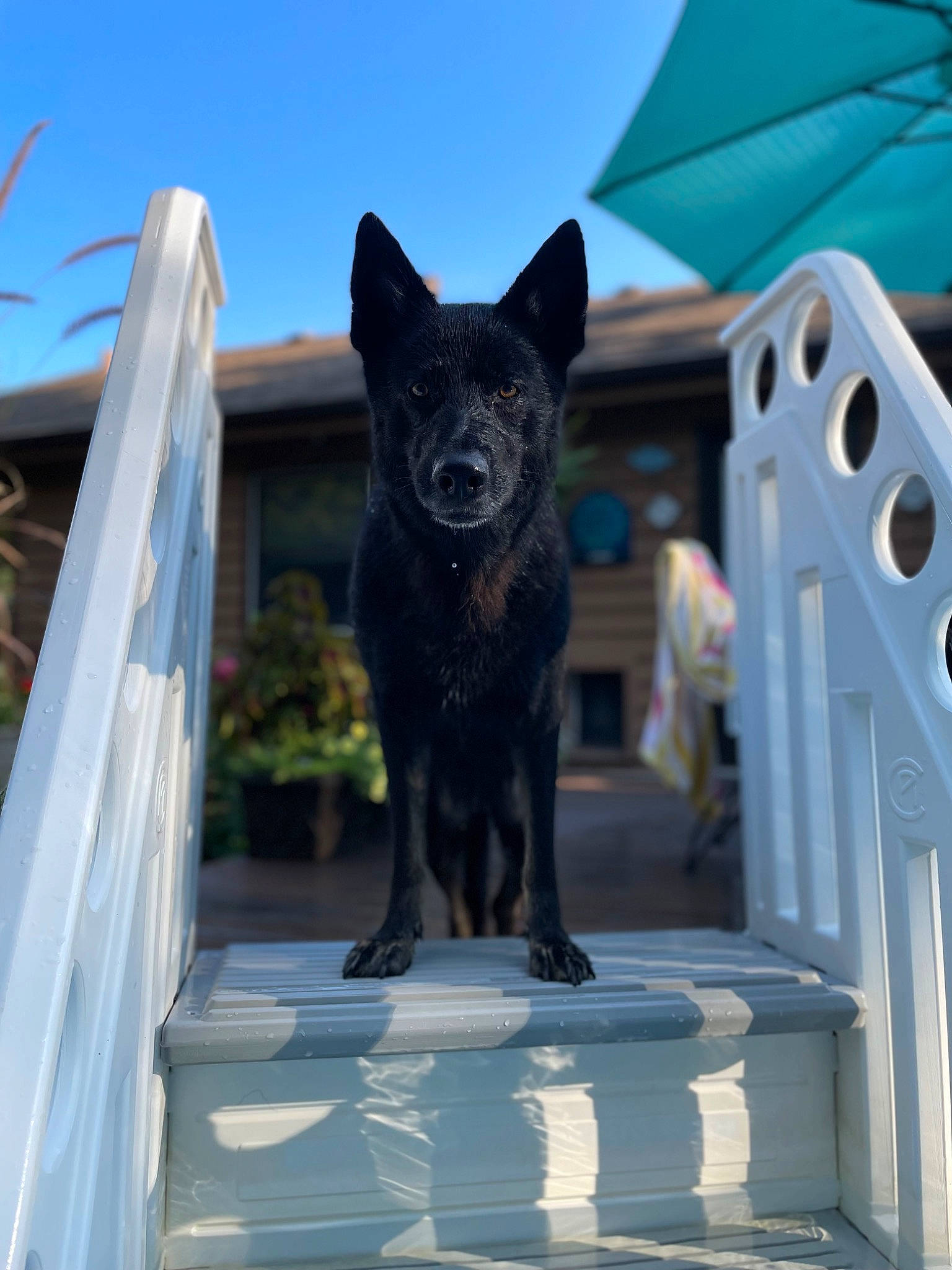 Mowgli is registered to the contest to win money with this photo: building, canidae, carnivore, dog, dog_breed, electric_blue, fawn, felidae, metal, monument, sculpture, sky, snout, sporting_group, working_animal