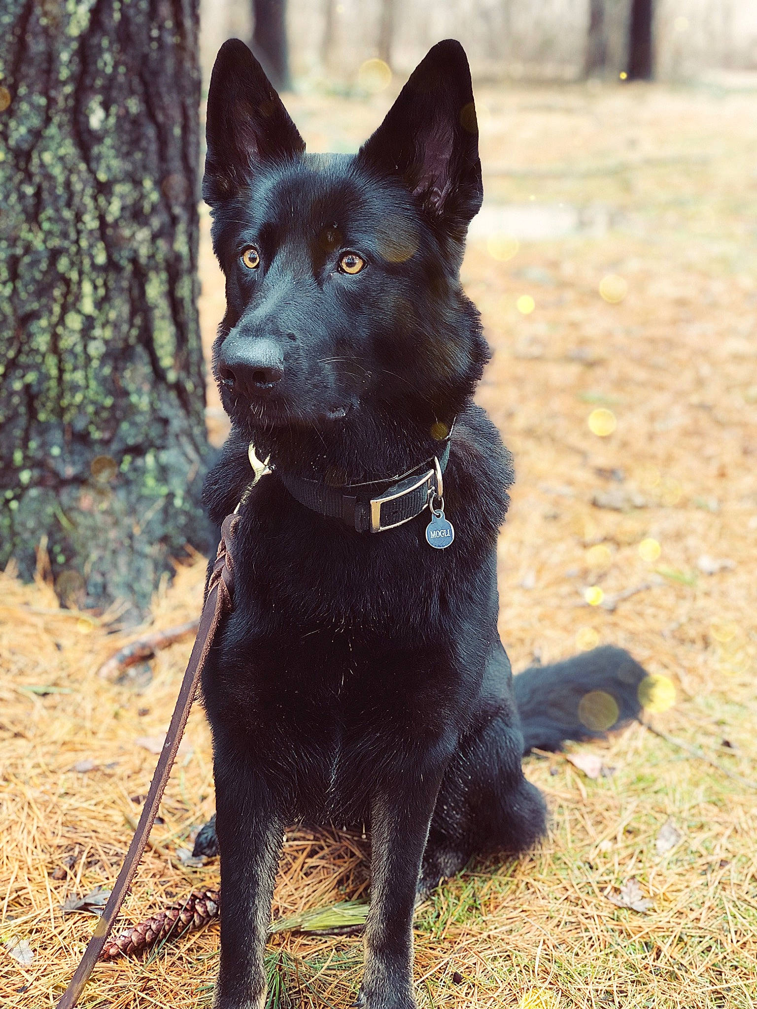 Mowgli joined the competition — help win amazing prizes! borador, canidae, carnivore, collar, companion_dog, dog, dog_breed, dog_collar, fawn, fur, hunting_dog, plant, snout, sporting_group, tail, terrestrial_animal, tree, whiskers, working_animal, working_dog