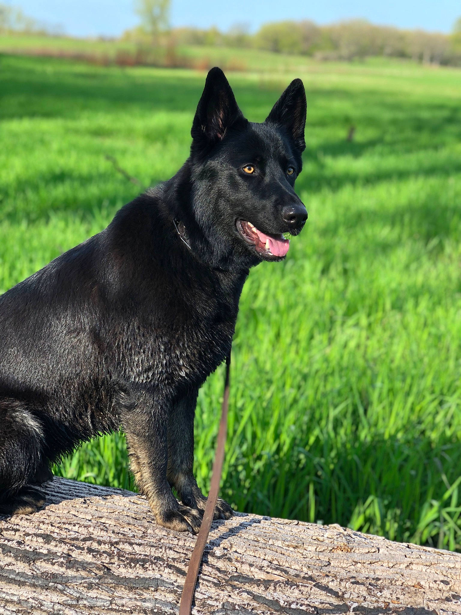 Mowgli is registered to the contest to win money with this photo: black_norwegian_elkhound, canidae, carnivore, dog, dog_breed, grass, grassland, herding_dog, plant, prairie, sky, snout, sporting_group, tail, terrestrial_animal, working_animal, working_dog