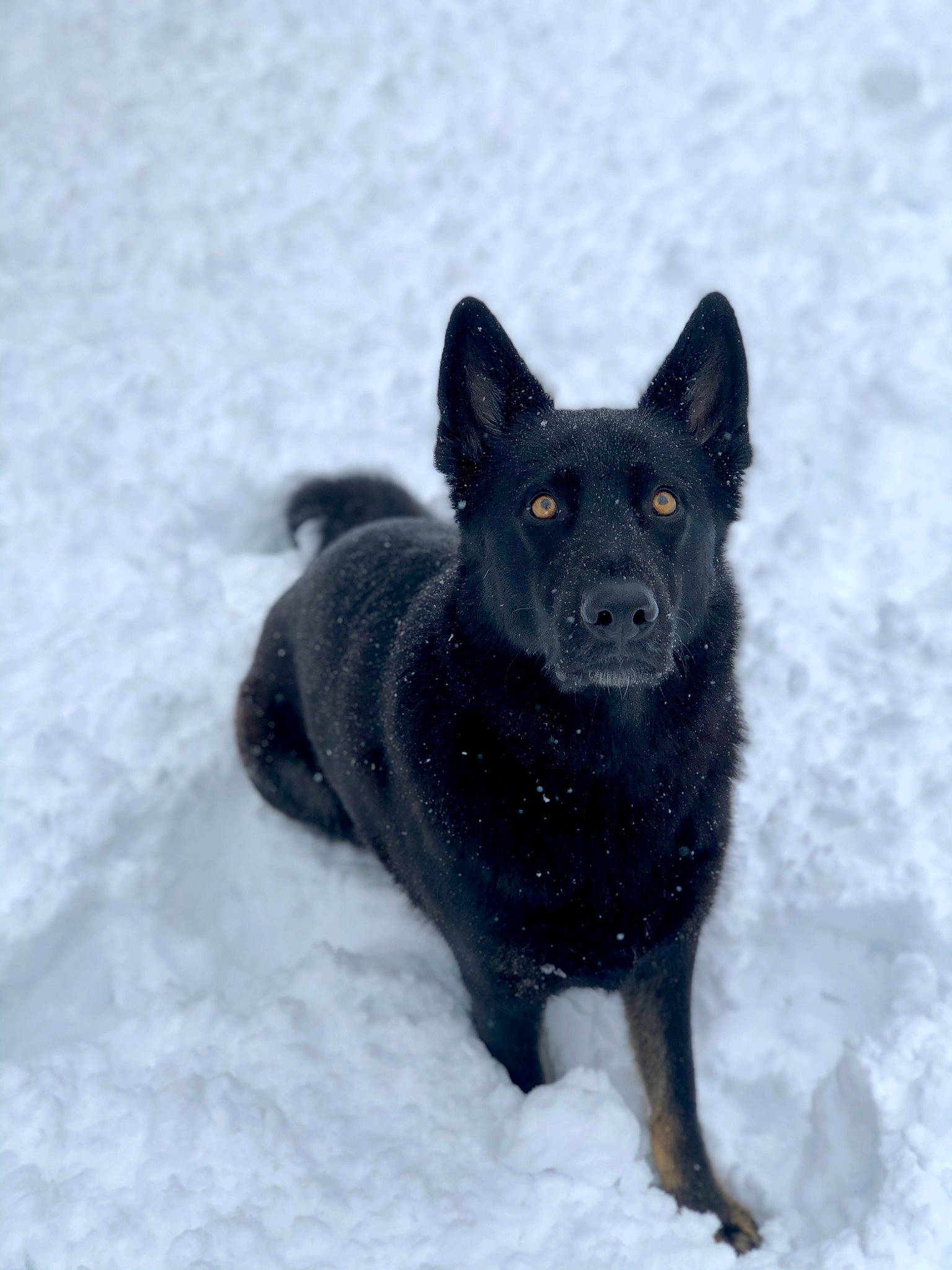 Mowgli joined the competition — help win amazing prizes! black_norwegian_elkhound, canidae, canis, carnivore, dog, dog_breed, electric_blue, freezing, fur, non_sporting_group, snout, snow, sporting_group, tail, terrestrial_animal, whiskers, winter, working_dog