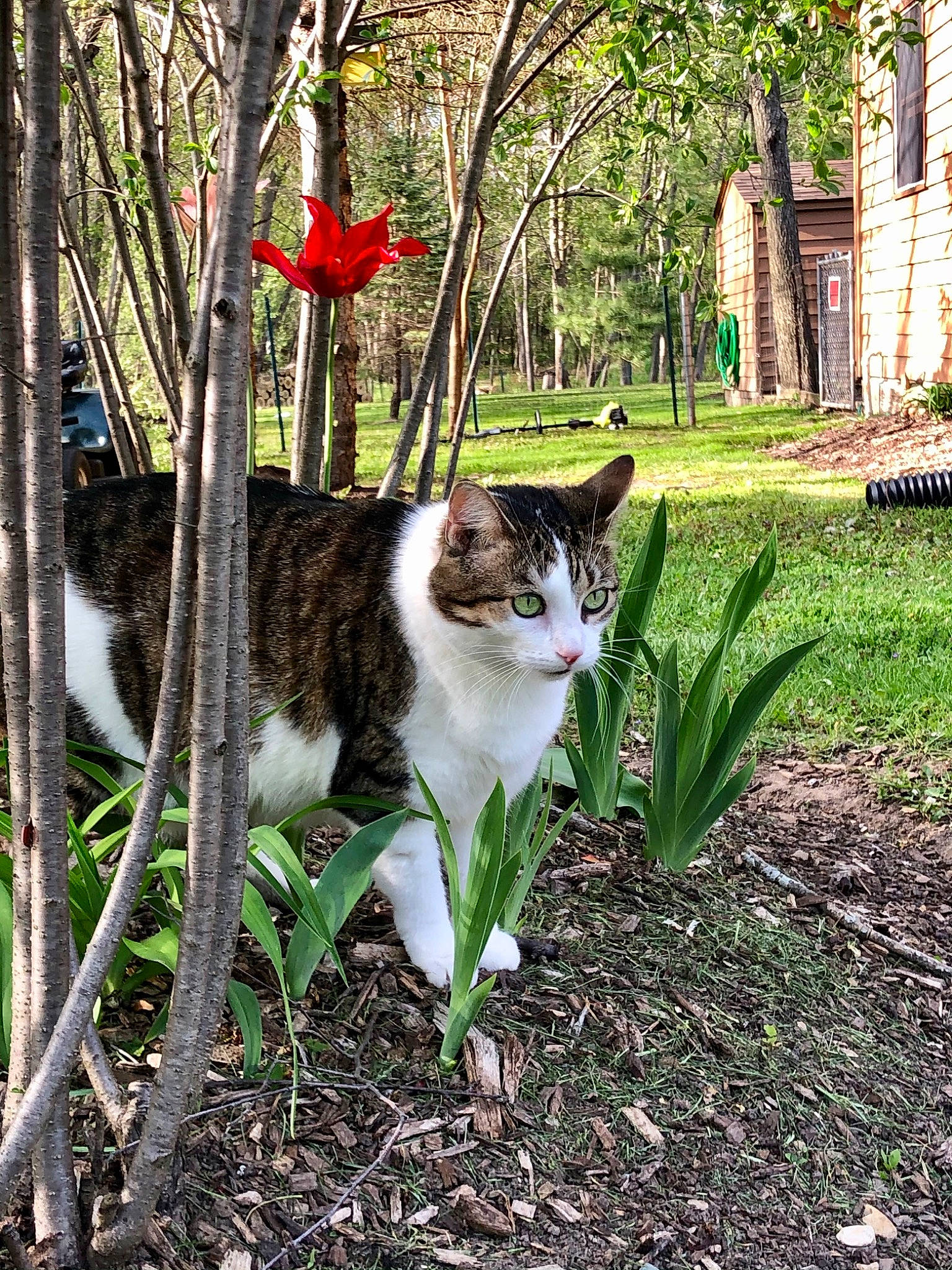 Jazz joined the competition — help win amazing prizes! bench, carnivore, cat, domestic_short_haired_cat, fawn, felidae, flower, flowerpot, fur, grass, leaf, plant, small_to_medium_sized_cats, soil, tail, terrestrial_animal, tree, whiskers, window, wood