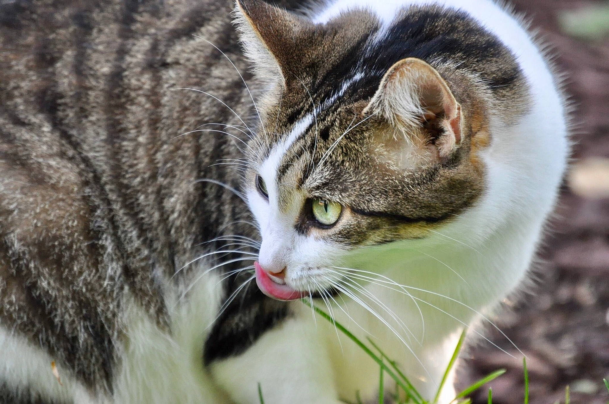 Jazz is registered to the contest to win money with this photo: carnivore, cat, close_up, collar, domestic_short_haired_cat, felidae, fur, grass, paw, plant, small_to_medium_sized_cats, snout, tail, terrestrial_animal, tree, whiskers, wildlife