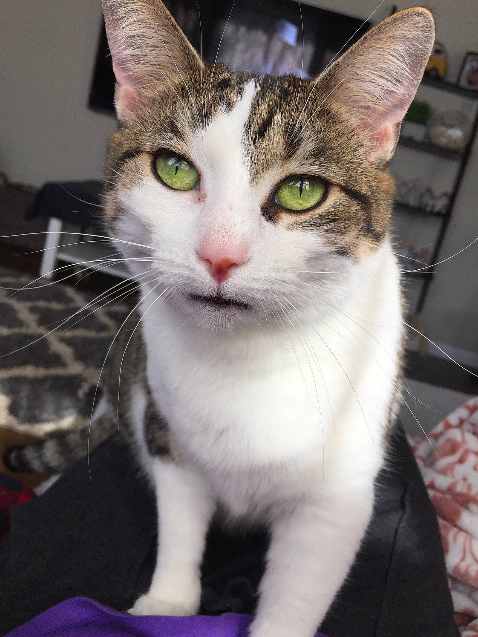 Jazz is registered to the contest to win money with this photo: carnivore, cat, collar, domestic_short_haired_cat, eye, felidae, fur, paw, pet_supply, small_to_medium_sized_cats, snout, tail, whiskers, window