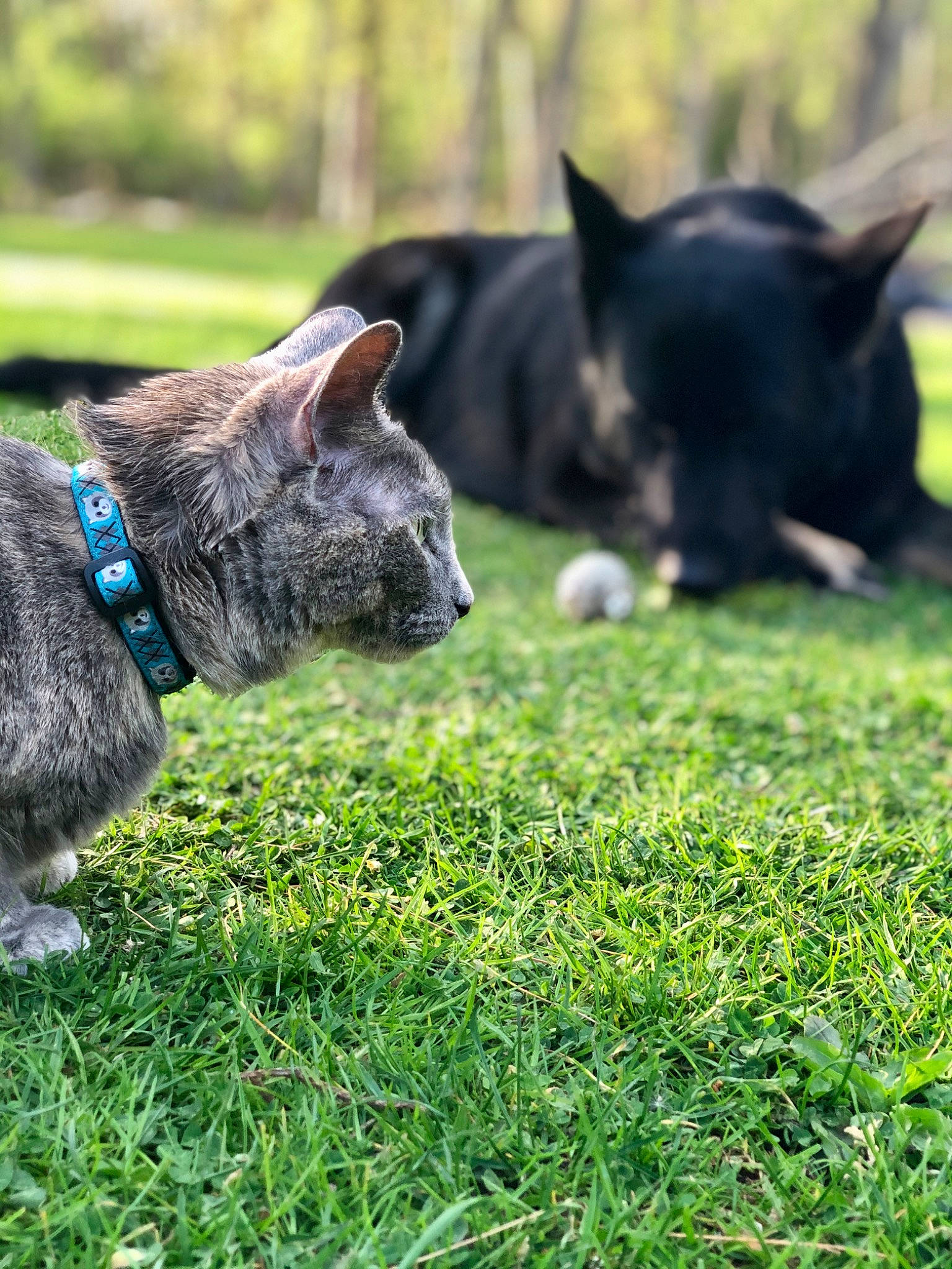 Nahla is registered to the contest to win money with this photo: canidae, carnivore, collar, companion_dog, dog, dog_breed, fawn, felidae, grass, grassland, groundcover, lawn, plant, snout, sporting_group, tail, terrestrial_animal, whiskers, wildlife, working_animal