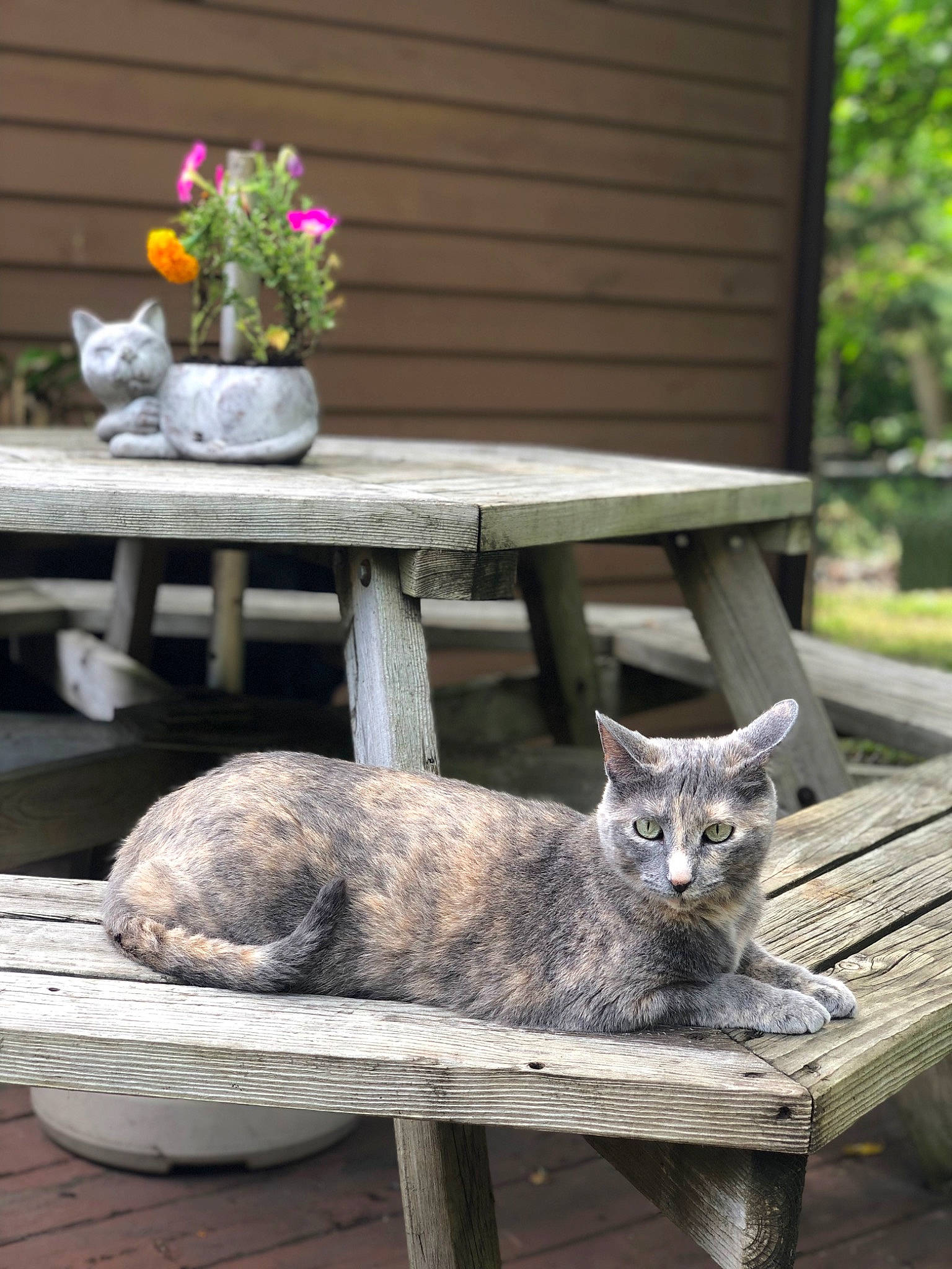 Nahla joined the competition — help win amazing prizes! carnivore, cat, fawn, felidae, flower, flowerpot, grass, grey, houseplant, outdoor_furniture, outdoor_table, plant, small_to_medium_sized_cats, snout, table, tail, tree, whiskers, window, wood