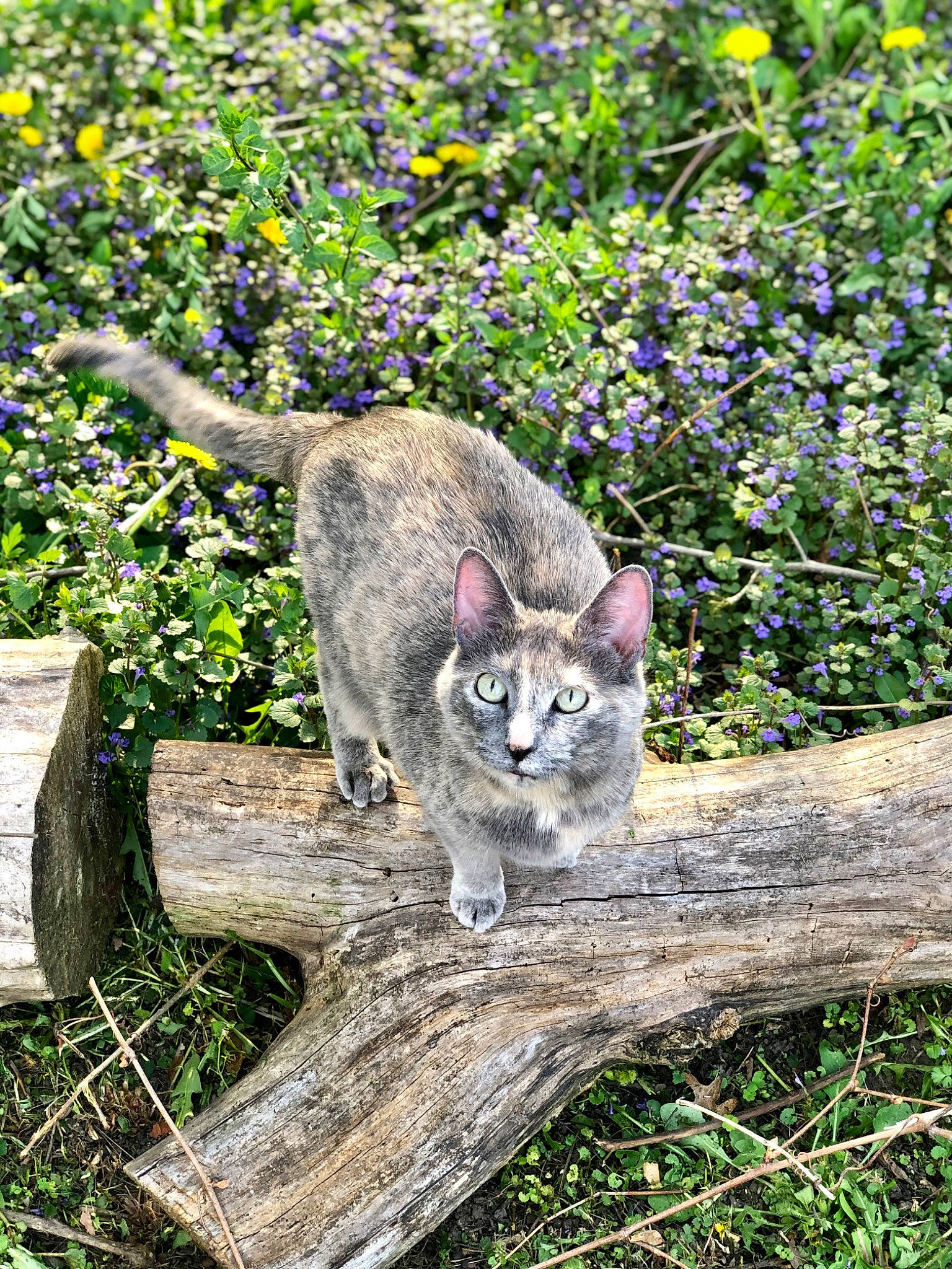 Nahla joined the competition — help win amazing prizes! branch, carnivore, cat, domestic_short_haired_cat, fawn, felidae, fur, grass, groundcover, plant, small_to_medium_sized_cats, snout, tail, terrestrial_animal, tree, trunk, twig, whiskers, wildlife, wood