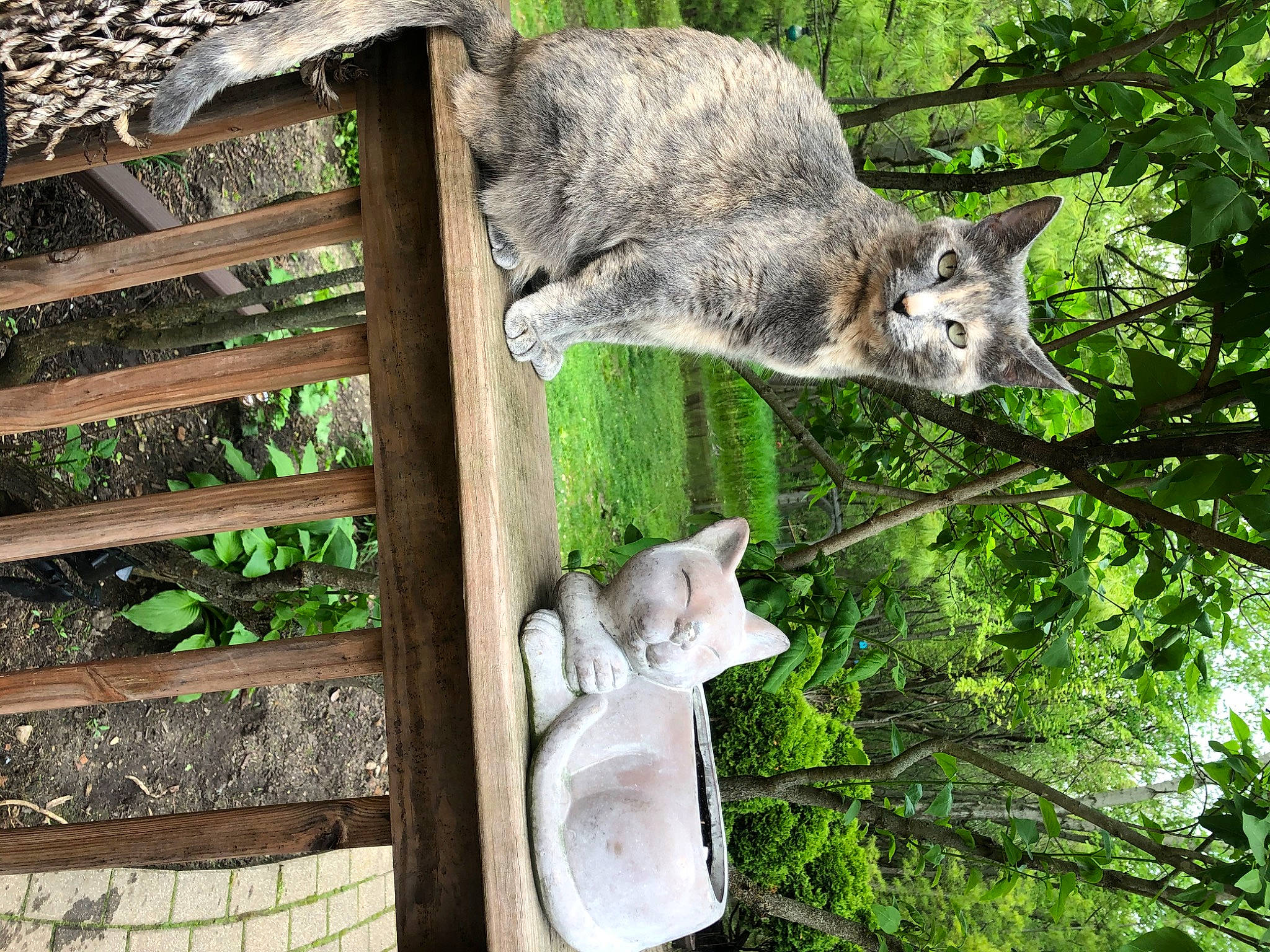 Nahla is registered to the contest to win money with this photo: art, carnivore, felidae, fur, grass, groundcover, marsupial, natural_material, plant, sculpture, small_to_medium_sized_cats, snout, tail, terrestrial_animal, tree, trunk, twig, vertebrate, wildlife, wood