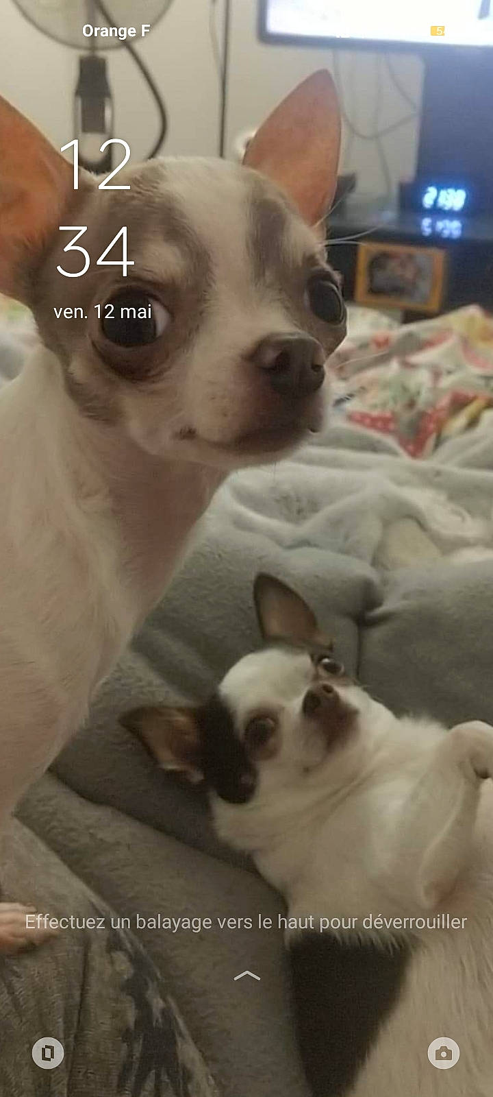 Pot'Coll Et Vel'Cro participe au concours pour gagner de l'argent avec cette photo : canidae, carnivore, comfort, companion_dog, dog, dog_breed, ear, fawn, felidae, fur, mammal, non_sporting_group, photo_caption, snapshot, snout, toy_dog, vertebrate, whiskers, white, working_animal