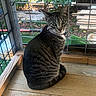 animal, cage, cat, closeup, collar, curious, domestic, feline, grass, green_eyes, leaves, metal_bars, outdoor, pet, planks, portrait, sitting, striped, tabby, wooden_floor