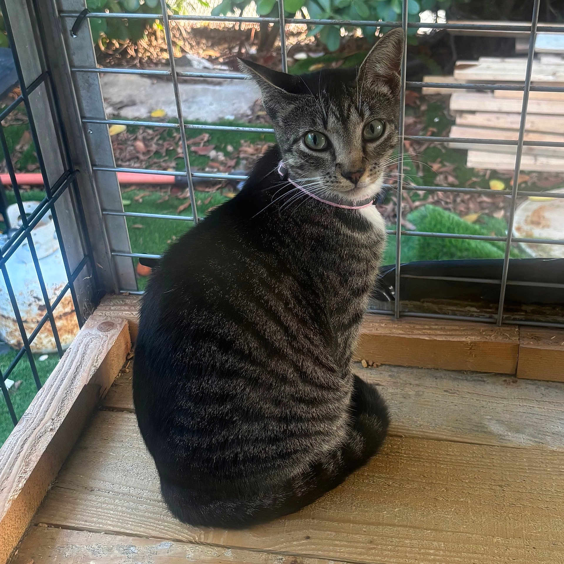 Mei joined the competition — help win amazing prizes! animal, cage, cat, closeup, collar, curious, domestic, feline, grass, green_eyes, leaves, metal_bars, outdoor, pet, planks, portrait, sitting, striped, tabby, wooden_floor