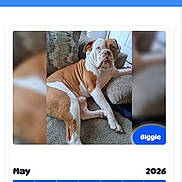Biggie is registered to the contest to win money with this photo: dog, bulldog, brown_and_white, couch, pillow, indoor, pet, animal, relaxed, seated, calendar, webpage, text, furniture, home, looking_away, closeup, daylight, dog_name, biggie