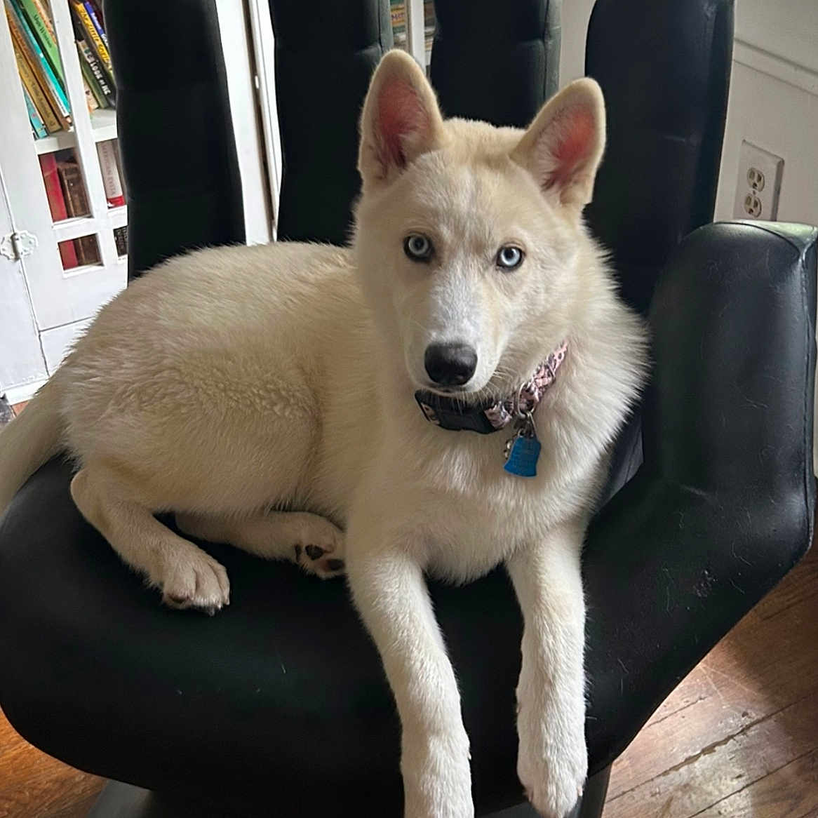 Blue is registered to the contest to win money with this photo: animal, blue_eyes, bookshelf, chair, collar, cute, dog, furniture, hand_shaped_chair, home, indoor, living_room, modern_design, pet, relaxed, resting, sunlight, white_dog, window, wooden_floor