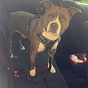 Tyson a rejoint le concours — aidez-le/la à gagner de superbes lots ! dog, car_interior, back_seat, harness, leash, pet, alert, brown_dog, white_markings, seatbelt, window, car_door, headrest, curious, animal, domestic_animal, transportation, vehicle, inside, looking