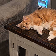 Fb joined the competition — help win amazing prizes! cat, couch, cozy, domestic_animal, fluffy, fur, furniture, gray_couch, home, indoor, lazy, lying_down, orange_cat, pet, relaxing, sleepy, table, whiskers, window_blinds, wooden_table