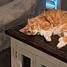 cat, couch, cozy, domestic_animal, fluffy, fur, furniture, gray_couch, home, indoor, lazy, lying_down, orange_cat, pet, relaxing, sleepy, table, whiskers, window_blinds, wooden_table