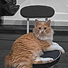 animal, bathtub, cat, chair, cozy, curious, domestic_animal, feline, fluffy_cat, furniture, home, indoor, looking_at_camera, orange_cat, pet, portrait, relaxed, seated, white_cat, wooden_panel