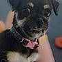 Tippy is registered to the contest to win money with this photo: dog, small_dog, pet, collar, black_fur, brown_fur, white_fur, close_up, portrait, animal, cute, indoor, expression, smile, eyes, face, fur, domestic_animal, young_dog, friendly