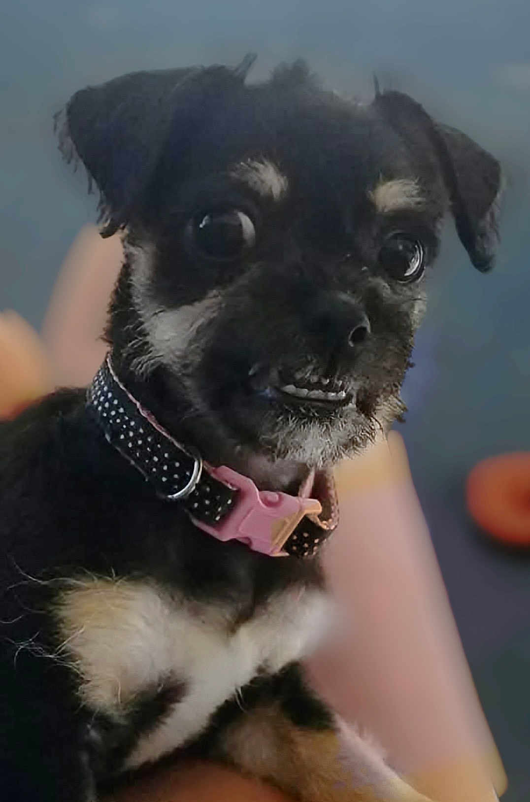 Tippy